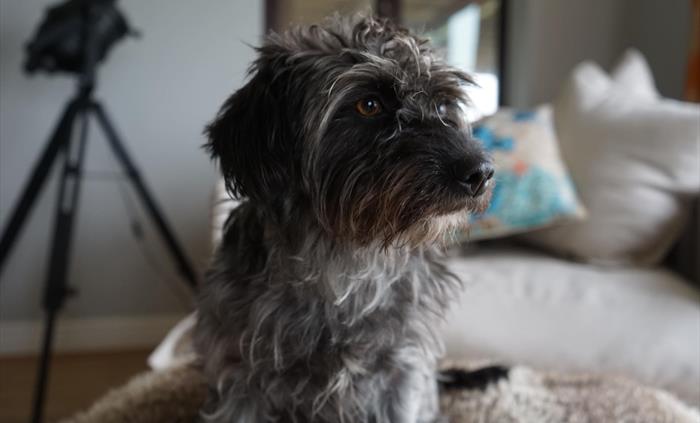 We are pet-friendly!